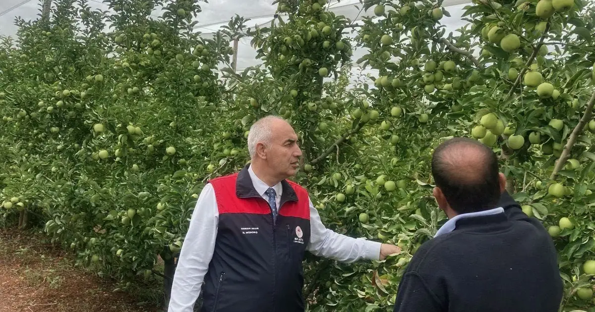 Doğanşehir'de elma hasadı: Fiyatlar 70-100 TL bandında