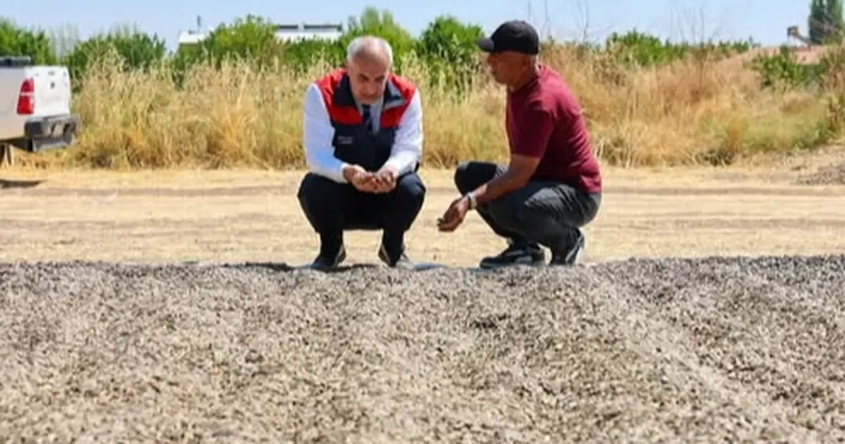 Yazıhan'da Ayçiçeği hasadı üreticiyi memnun etti