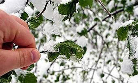 Malatya’da zirai don tehlikesi