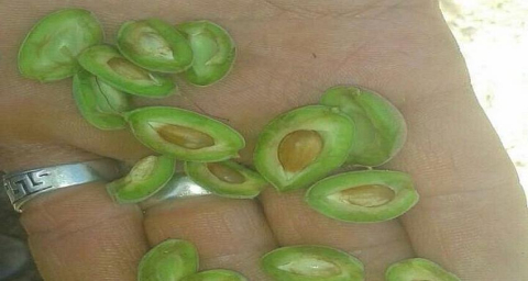 Malatya'da kayısı ağaçlarını don vurdu