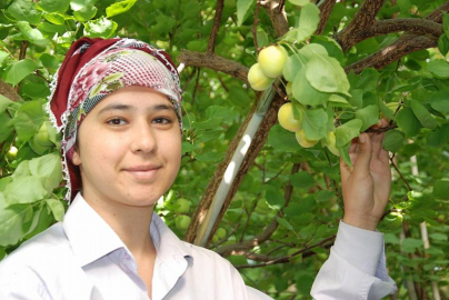 Silifke’de yılın ilk örtü altı kayısı hasadı başladı