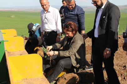 Çorum’un tarım ve tarih turizmine “lavanta” desteği