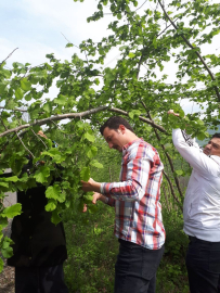 Fındıkta çölden gelen tehlike
