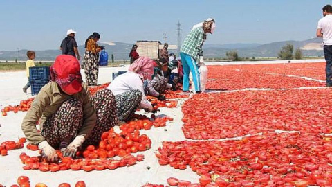 Manisa’dan Rusya'ya domates ihracatı başladı