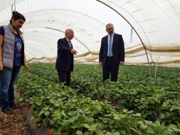 ‘Sultanhisar Çileği’ne coğrafi işaret başvurusu