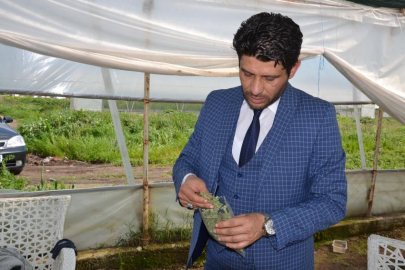 En sağlıklı şeker "stevia"