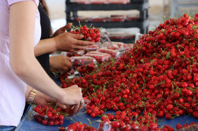 Manisa kirazı pazardaki yerini aldı