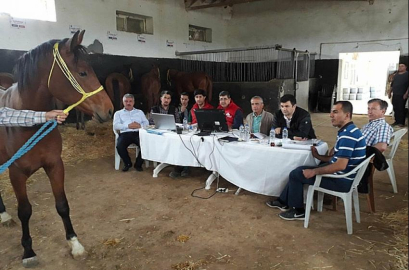 Malatya'da milyonluk atlar görücüye çıktı