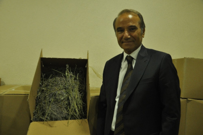 Arguvan da lavanta  hasadı başladı
