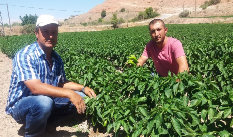 Örnek çiftçinin yetiştirdiği ürünler yok satıyor
