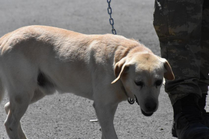 TSK’nın kahraman ve emektar köpekleri
