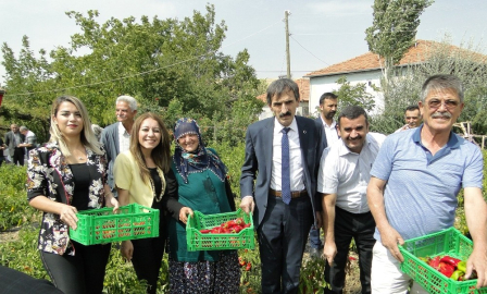Kapya biber hasadı tarla günü
