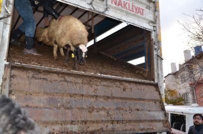 Darende’de genç çiftçilere destekler sürüyor
