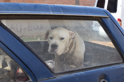 Yaralı saldırgan köpek paniğe neden oldu
