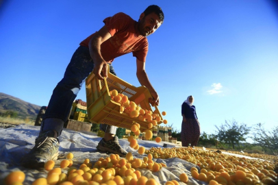 Kayısıda Nisan ayı geliri 20 milyon 710 bin dolar
