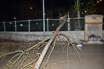 Şiddetli fırtınada ağaç devrildi
