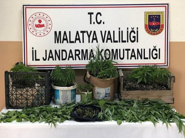 Yasadışı kenevir ve esrar yetiştiren şahıs gözaltına alındı