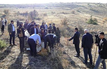 Ağaçlandırma olmadı, badem ekelim