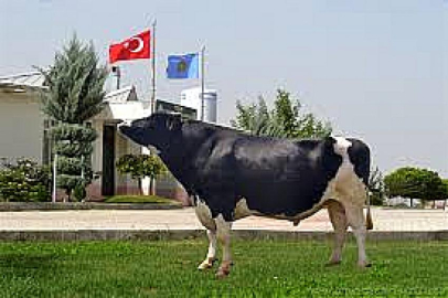 Dondurulmuş boğa spermleri satışta