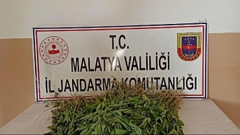 Uyuşturucu bahçesine sabah operasyonu..