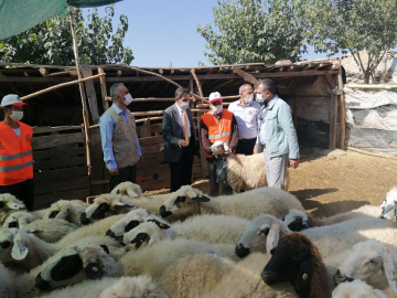 Akkaraman'a İlk küpeler takıldı