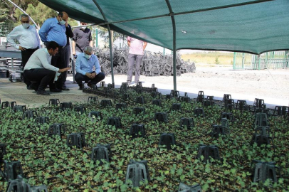 Belediye, süs lahanası yetiştiriyor