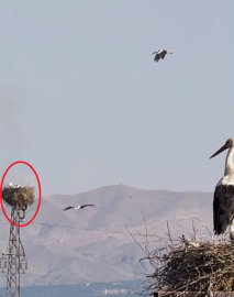 Leyleklerin yuvası yandı, üç yavrusu öldü