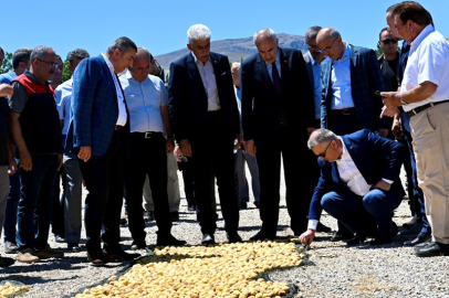 Malatya'da Kayısı Hasadı Başladı