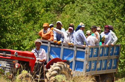 Yaklaşık 40 Bin İşçi Kayısı Hasadında Çalışıyor  