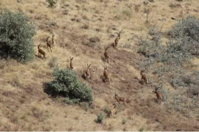 'Hekimhan Zurbahan Dağı Avlanmaya kapatılsın'