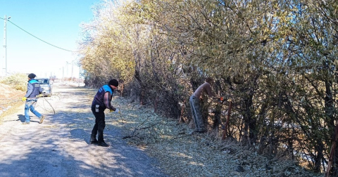 Arguvan Belediyesi Yol Kenarındaki Ağaçları Buduyor