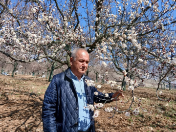 Malatya'da Kayısılar Çiçek Açtı
