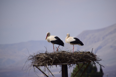 Çiçek geldi, Eşi Çınar’a 25 Gün Sonra Kavuştu