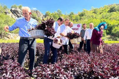 Arapgir'de Mor Reyhan Hasadı Başladı