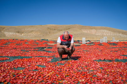 Kuluncak Kurutmalık Domates Üretiminde Marka Oldu