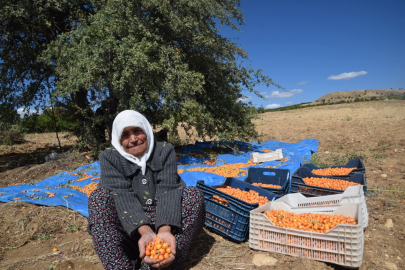 Malatya’da alıç mevsimi başladı