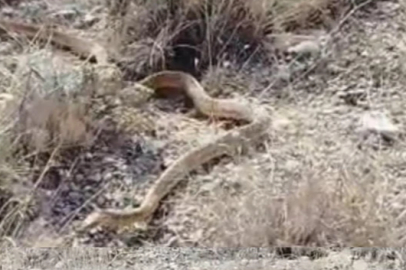 Darende Akova’da Kırmızı Yılan Görüldü