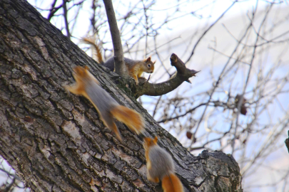 Sincaplar arası birinci dünya savaşı