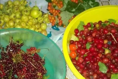 YAMA DAĞI GÜZ MEYVELERİ