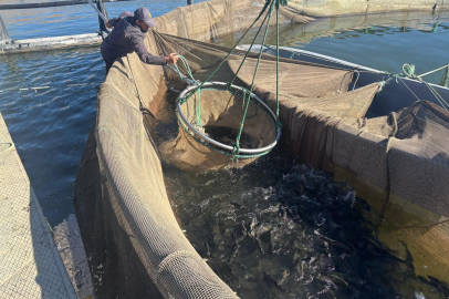 Sürgü Baraj Gölü’nde Yılın ilk alabalık hasadı yapıldı