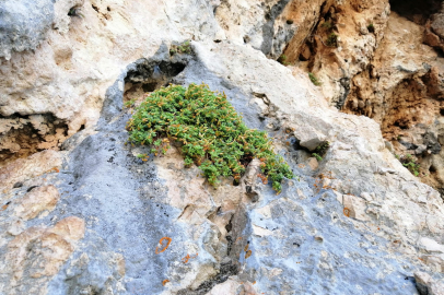 Malatya’nın Gizli Hazinesi: Şifa Saçan Sarı Kantaron Bitkisi