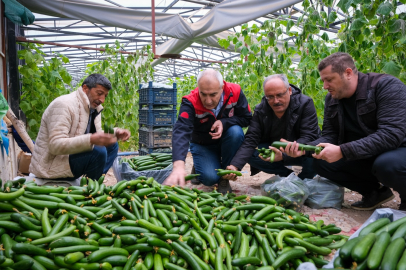 Battalgazi İlçesinde Sera da 40 Ton Salatalık Üretti