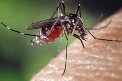 Küba'da sivrisinek ısırıklarından 33 kişi öldü