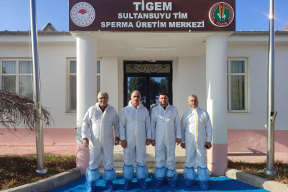 Sultansuyu'nda Yurtdışına Boğa Sperması İhraç Ediliyor