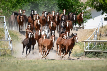 Dr. Şahin: Sultansuyu'nda Atların Kaçması Büyük Bir İhmaldir