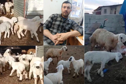 Darende de Kuzular, Kışın Ortasında Doğdu