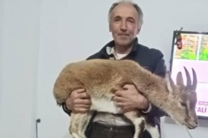 Köye İnen Dağ Keçisini Misafir Ettiler