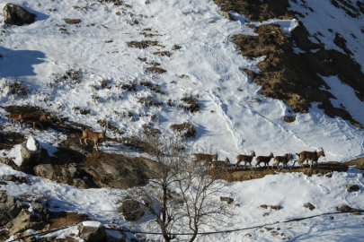 Dağ Keçileri Erkenek'e İndi