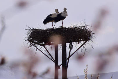 Çınar ve Çiçek Leylekler Buluştu
