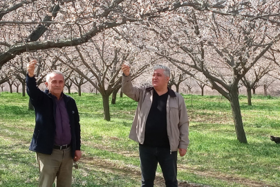 CHP'li Ayas, Kayısı Üreticisine destek verilmesini istedi